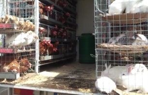 Σύρος: Εμπορεύονται ζώα στοιβαγμένα σε κλουβιά χωρίς νερό! (Βίντεο)