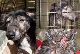 Ασπρόπυργος: Έσωσαν τον σκύλο από βέβαιο θάνατο χρειάζεται εκείνους που θα τον αγαπούν!