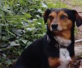 Έχασαν τον σκύλο Σεβάχ στου Ψυρρή στην Αθήνα