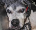 Βάρη: Ο σκύλος σάπιζε έξω από το Δημαρχείο του Δήμου Βάρης - Βούλας - Βουλιαγμένης