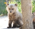 Πέθανε το ορφανό αρκουδάκι που βρέθηκε στα Γρεβενά