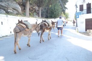 Φρόντισαν γαϊδούρια και μουλάρια σε Κω, Σύμη, Ρόδο και Κάσο