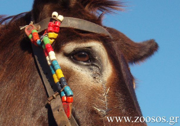 «Ιππόθεσις»:Τι δεν έχει κάνει για να βοηθήσει τα ιπποειδή που κακοποιούνται το Υπουργείο Αγροτικής Ανάπτυξης και Τροφίμων