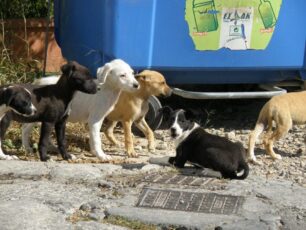 Κουταβάκια σε κίνδυνο στο Ηράκλειο Κρήτης