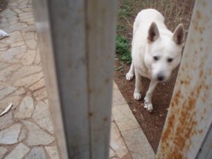 Κηφισιά: Σκύλος εγκαταλελειμμένος εδώ και έναν χρόνο