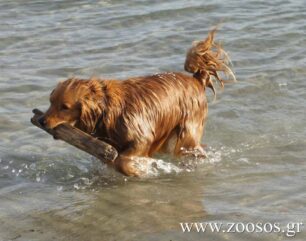 Ευρωπαίοι κτηνίατροι και στη Λέσβο για δωρεάν στειρώσεις αδέσποτων