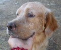 Εντόπισαν τον σκύλο στον Γέρακα Αττικής επείγει η μεταφορά στον κτηνίατρο