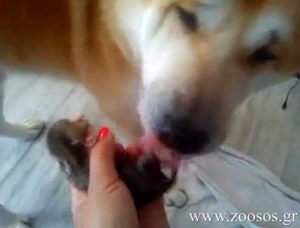 Σίμπα: Ένας σκύλος υποδειγματικός πατέρας για τα γατάκια (βίντεο)