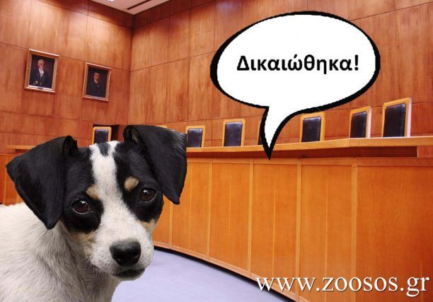 Δεν παραβρέθηκε κατά την εκδίκαση της έφεσης ο δολοφόνος του σκύλου στα Κουφάλια Θεσσαλονίκης