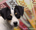 Λάρισα: 9.100 ευρώ πρόστιμο σε κυνηγό για τις ακατάλληλες συνθήκες στις οποίες ζούσαν τα 14 σκυλιά του