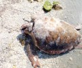 Ζητούν την παρέμβαση της Εισαγγελίας και του Λιμεναρχείου για τις αποκεφαλισμένες χελώνες στον Αμβρακικό!