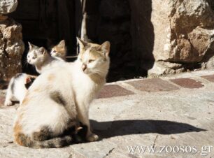 Πρόγραμμα στειρώσεων αδέσποτων ζώων στην Ικαρία