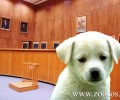 Ολοκληρώθηκε η προκαταρκτική εξέταση για τη θανάτωση σκυλίτσας κατ’ εντολή του διοικητή στον Αυλώνα Αττικής