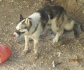 Ηράκλειο Κρήτης: Σκύλος δεμένος με φίμωτρο χωρίς φαγητό και νερό