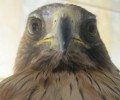 Χανιά: Αετός τραυματισμένος από όπλο σε κλουβί με κομμένα τα νύχια
