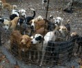 Δήμος Ναυπακτίας: Ανυπόστατες οι κατηγορίες φροντίζουμε τα ζώα του Κυνοκομείου