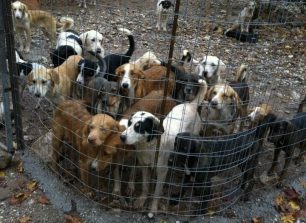 Δήμος Ναυπακτίας: Ανυπόστατες οι κατηγορίες φροντίζουμε τα ζώα του Κυνοκομείου