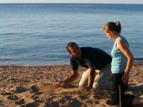 Λευκάδα: Οι επιστήμονες θα μελετήσουν τις χελώνες και ζητούν εθελοντές