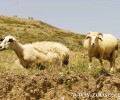 Προφήτης Ηλίας Ηρακλείου Κρήτης: Έσφαξαν τα πρόβατα του δράστη για να τον εκδικηθούν