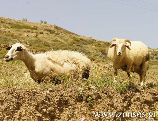 Προφήτης Ηλίας Ηρακλείου Κρήτης: Έσφαξαν τα πρόβατα του δράστη για να τον εκδικηθούν