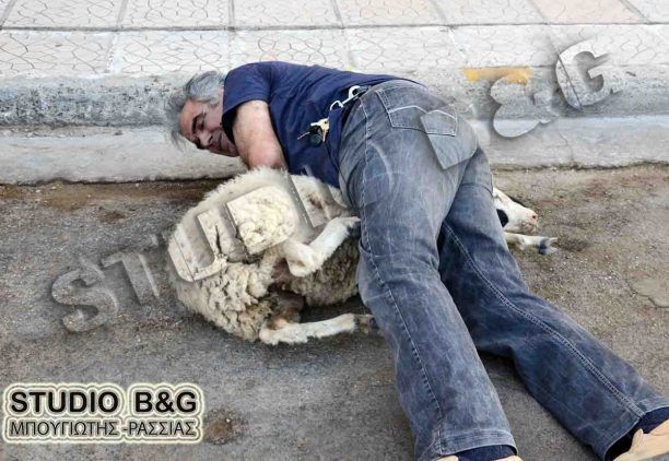 Ναύπλιο: Δείτε πως τραβολογάει το πρόβατο
