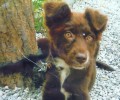 Χάθηκε θηλυκός σκύλος στα Πατήσια Αττικής