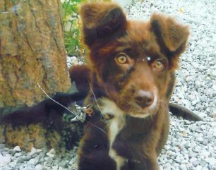 Χάθηκε θηλυκός σκύλος στα Πατήσια Αττικής