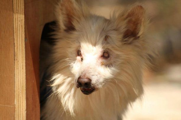 Πέθανε ο τυφλός σκύλος που εγκαταλείφθηκε στα χέρια εκείνων οι οποίοι προσπάθησαν να τον σώσουν στη Νέα Ιωνία