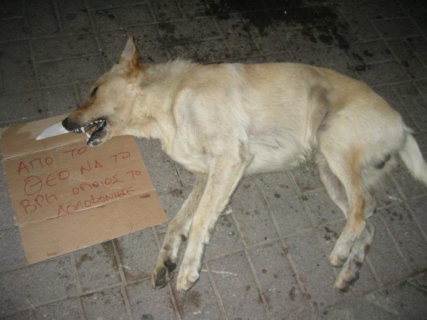 Ο «πολιτισμός» του Τύρναβου: Άλλος ένας σκύλος νεκρός από φόλα