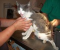 Γλυφάδα: Συνεχίζει να τραυματίζει με βέλη τις γάτες