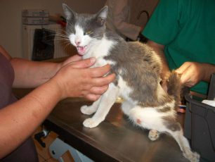Γλυφάδα: Συνεχίζει να τραυματίζει με βέλη τις γάτες
