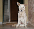 Θεσσαλονίκη: Στο αρχείο η υπόθεση δηλητηρίασης του σκύλου λόγω παραγραφής του αδικήματος