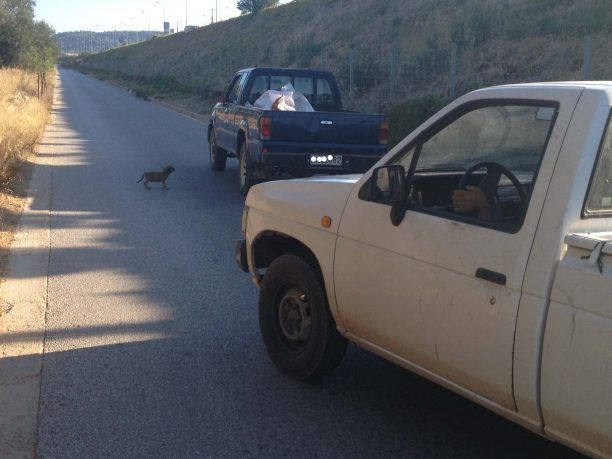 Φωτογράφισε το όχημα εκείνου που πέταξε τα κουτάβια στον δρόμο κοντά στην Αττική Οδό