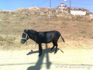 Τι βλέπει ο τουρίστας στη Σαμοθράκη;