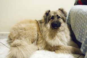 Χάθηκε θηλυκός στειρωμένος σκύλος στην Κερατέα Αττικής