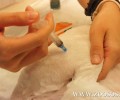 Λέσβος: Οι κτηνίατροι ζητούν διπλάσια τιμή για τη στείρωση αδέσποτων ζώων
