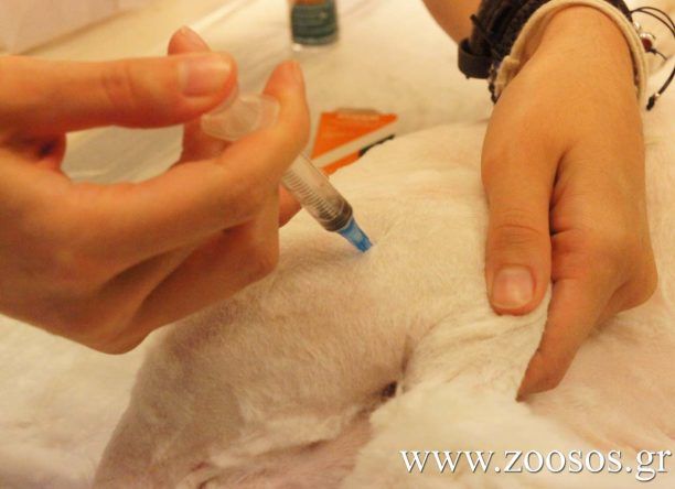 Λέσβος: Οι κτηνίατροι ζητούν διπλάσια τιμή για τη στείρωση αδέσποτων ζώων