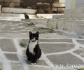 Επιμένουν να ψεύδονται για τις παστές «σαν σαρδέλες» γάτες στην Πάρο