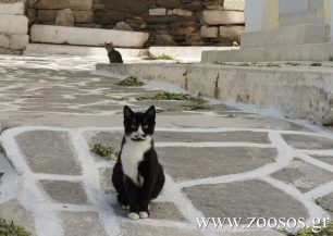 Επιμένουν να ψεύδονται για τις παστές «σαν σαρδέλες» γάτες στην Πάρο