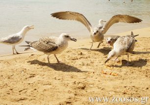 Μάχη για μερικά κομμάτια ροδάκινο από μια παρέα γλάρων