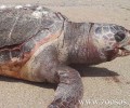 Λιμεναρχείο Πρέβεζας: Μόνες τους αποκεφαλίζονται οι θαλάσσιες χελώνες στον Αμβρακικό