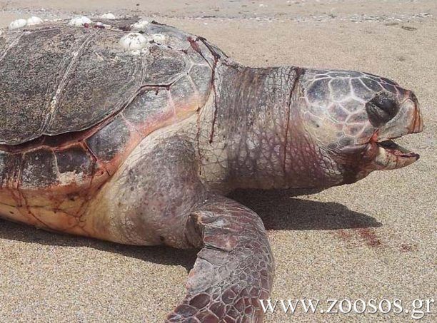 Λιμεναρχείο Πρέβεζας: Μόνες τους αποκεφαλίζονται οι θαλάσσιες χελώνες στον Αμβρακικό