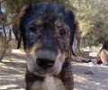 Κερατέα: Έσωσαν τον άρρωστο σκύλο αλλά χρειάζονται τη βοήθεια μας