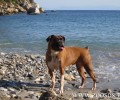 Οι εντυπώσεις ενός τουρίστα που έχασε οριστικά το σκυλί του στην Κάρπαθο!