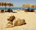 Σκυλιά στην παραλία; Φυσικά και επιτρέπεται! Αλλά...