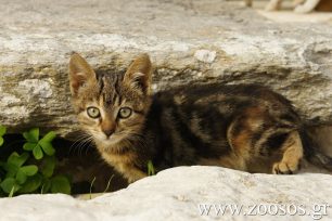 ΔΕΝ βρέθηκαν γάτες στοιβαγμένες σε ψυγείο Πακιστανών στην Πάρο