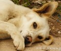 Γρεβενά: Χτυπούσε με σιδερόβεργα σκύλο που ξεψυχούσε από τη φόλα