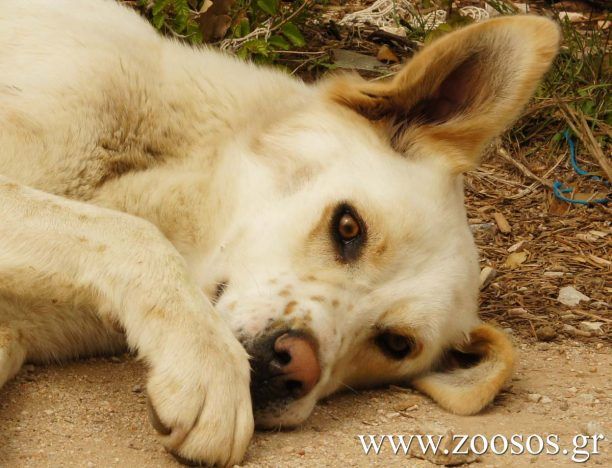 Γρεβενά: Χτυπούσε με σιδερόβεργα σκύλο που ξεψυχούσε από τη φόλα