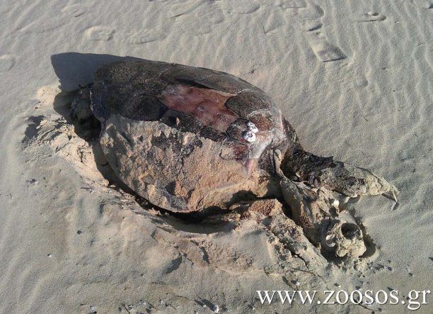 Και στη Νάξο ψαράδες σκοτώνουν τις θαλάσσιες χελώνες