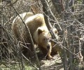 Καστοριά: Ο αντιπεριφερειάρχης ζητά τη θανάτωση αρκούδας!